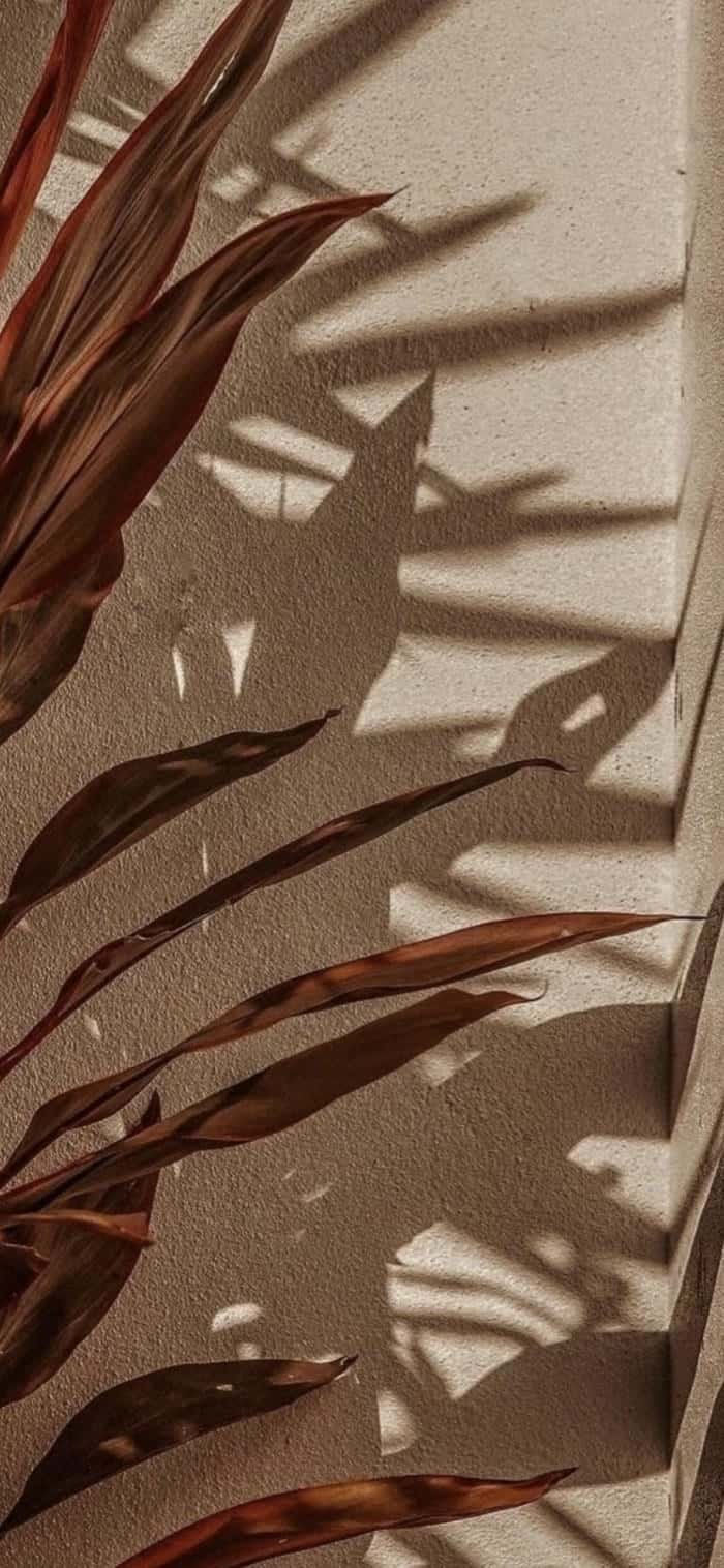 Hình nền màu nude tinh tế giản đơn