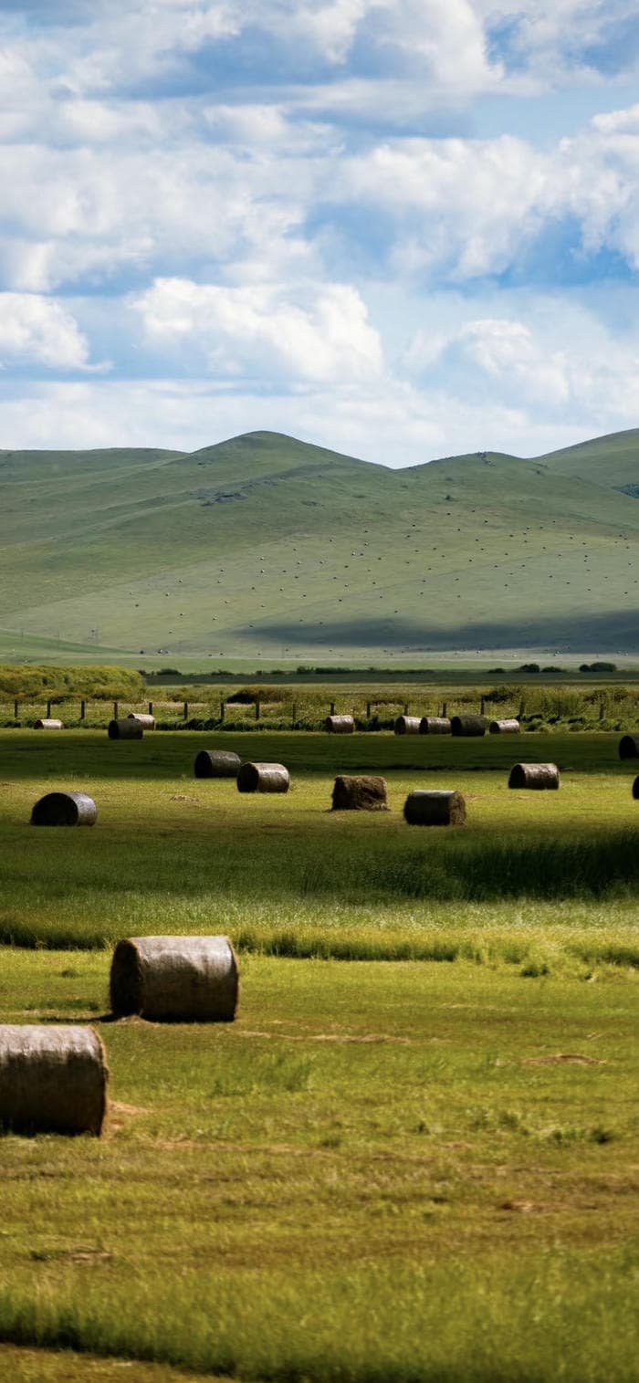 Hình nền thảo nguyên xanh cỏ úa