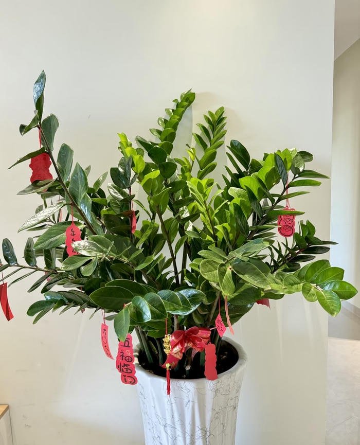 Hình phong thuỷ kim tiền hài hòa