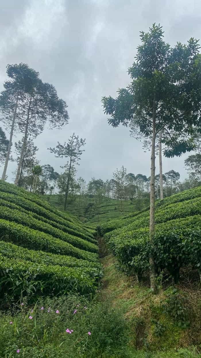 Thiên nhiên đồi chè xanh hình nền