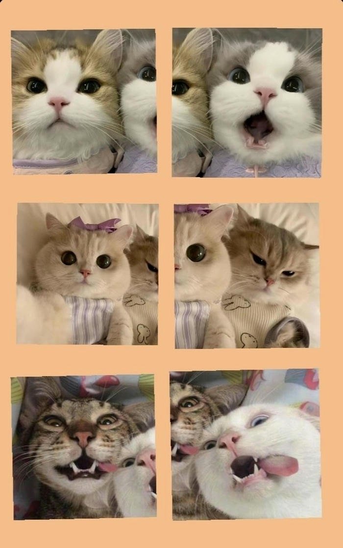 ảnh đại diện đôi mèo