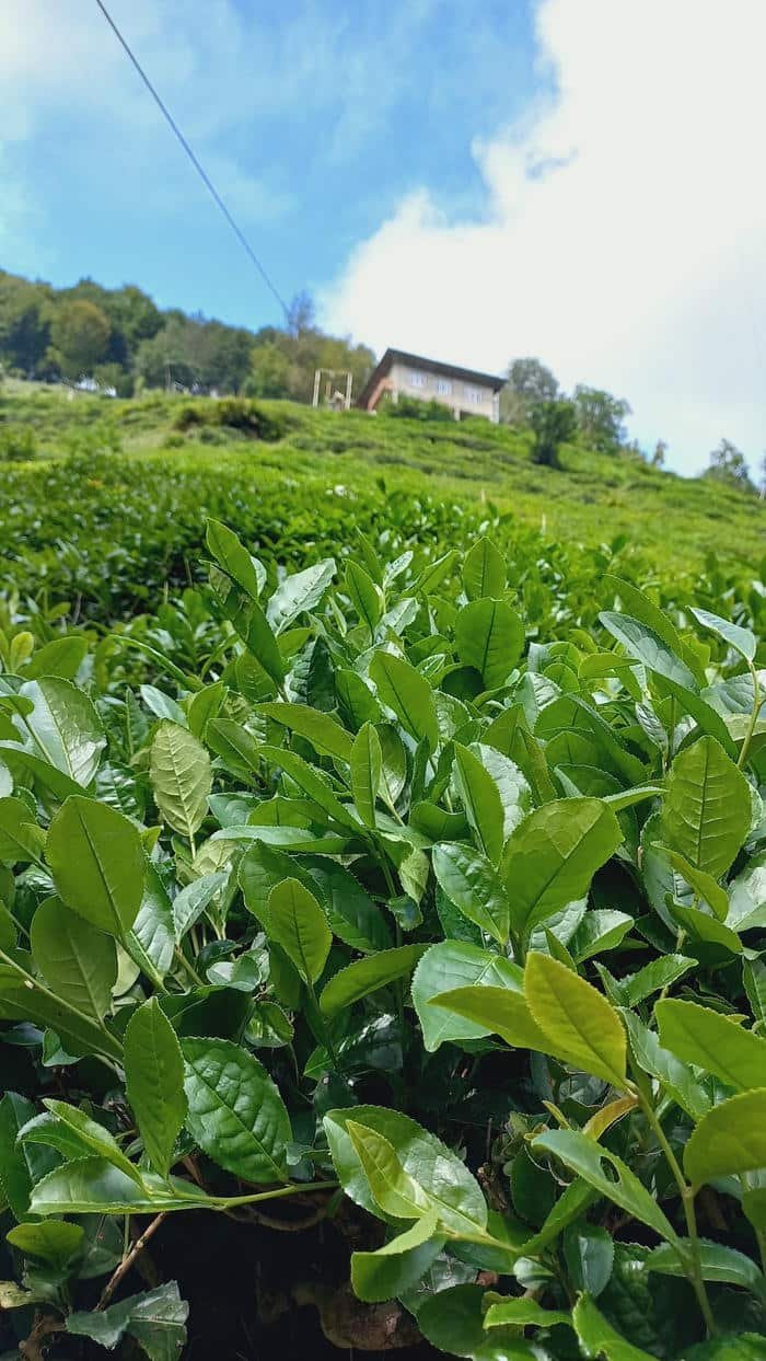 ảnh đồi chè xanh hình nền