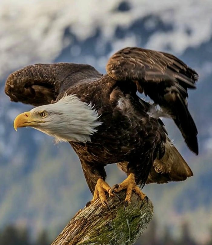 ánh mắt đại bàng mạnh mẽ