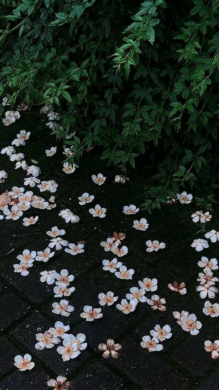 ảnh nền hoa dại vintage mềm mại