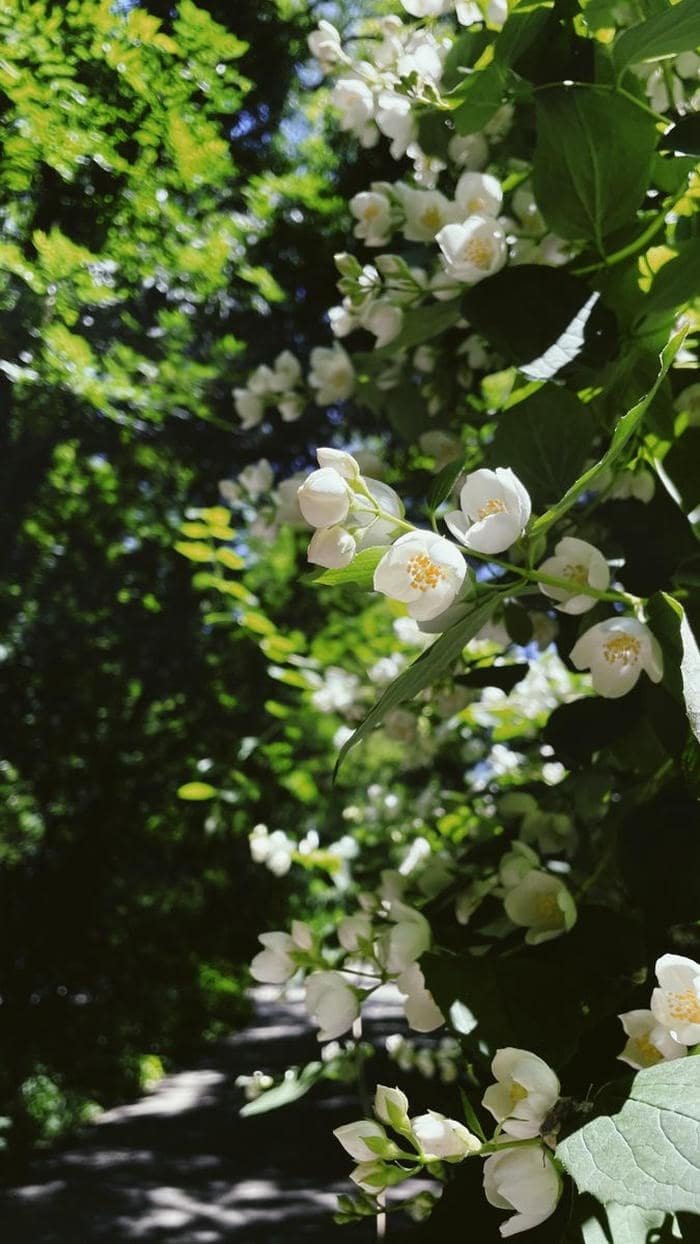 ảnh nền hoa dại vintage nền nã