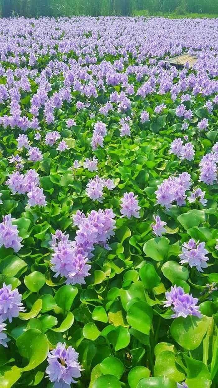 ảnh nền hoa dại vintage rực sắc