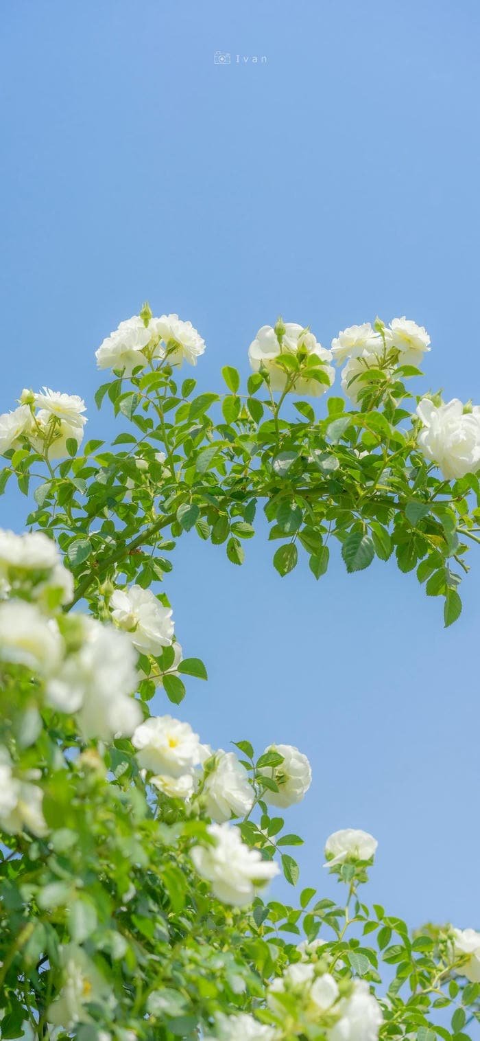 ảnh nền hoa dại vintage sang chảnh