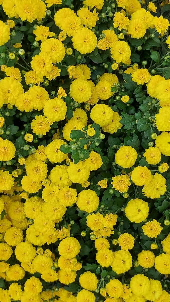 ảnh nền hoa dại vintage siêu đẹp