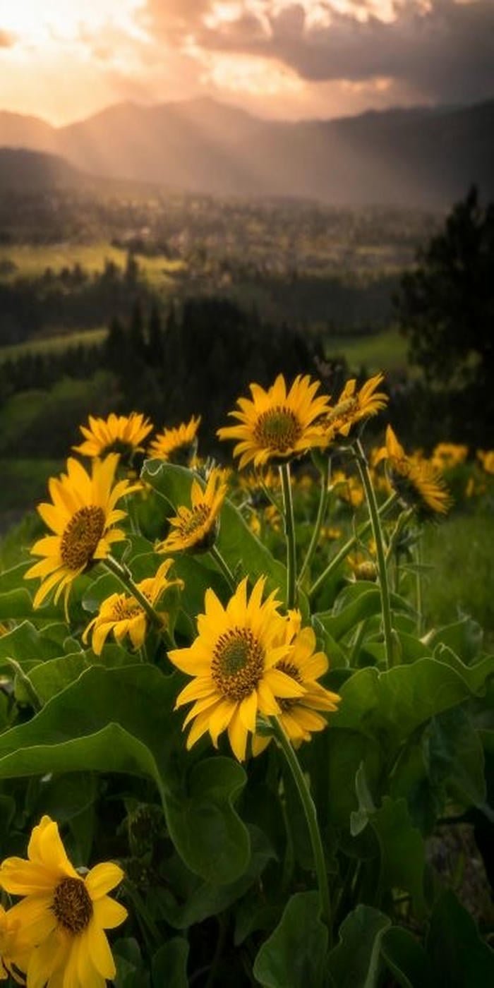 ảnh nền hoa dại vintage tinh giản