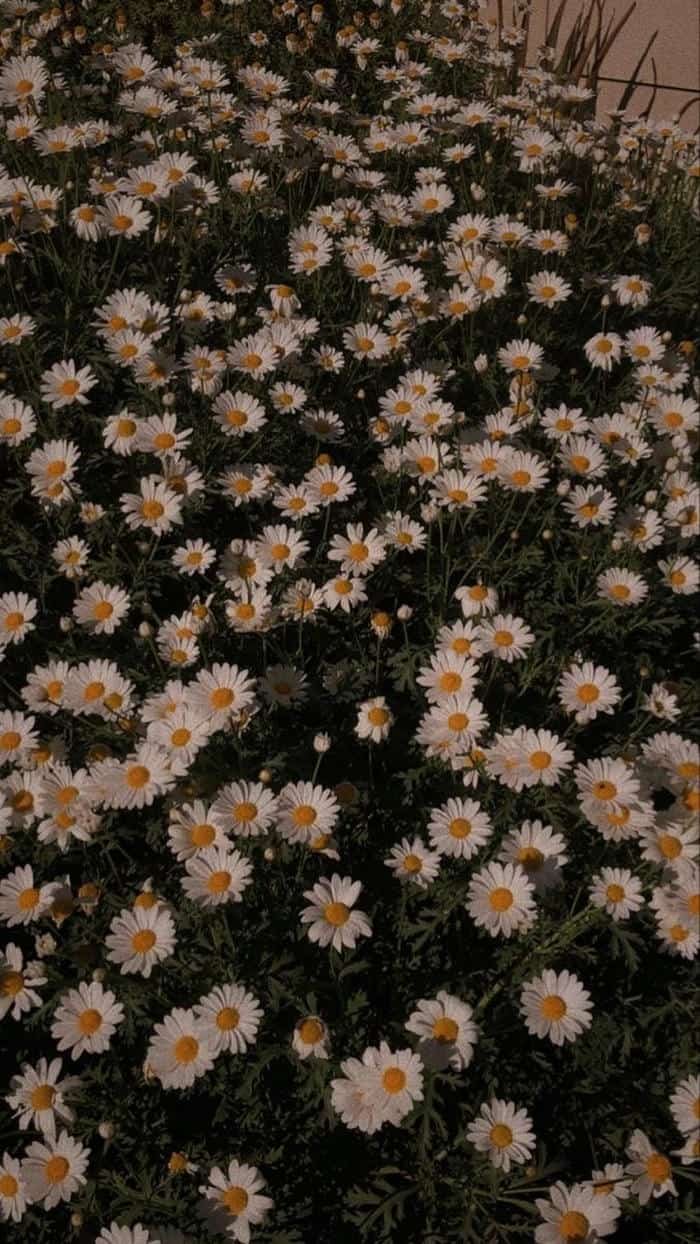 ảnh nền hoa dại vintage trang nhã