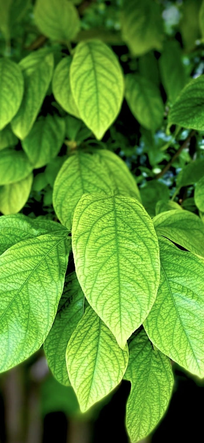 hình nền lá đơn xanh