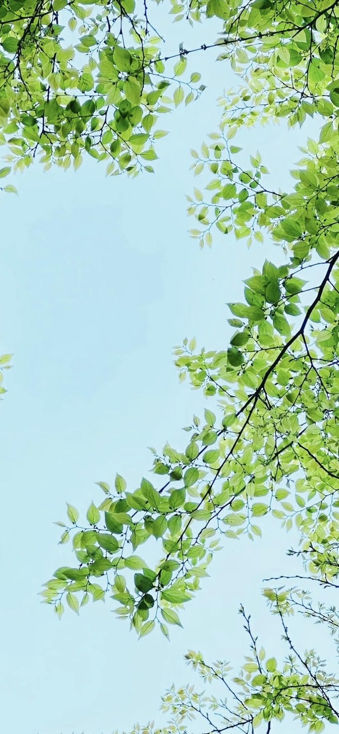 ảnh nền lá xanh