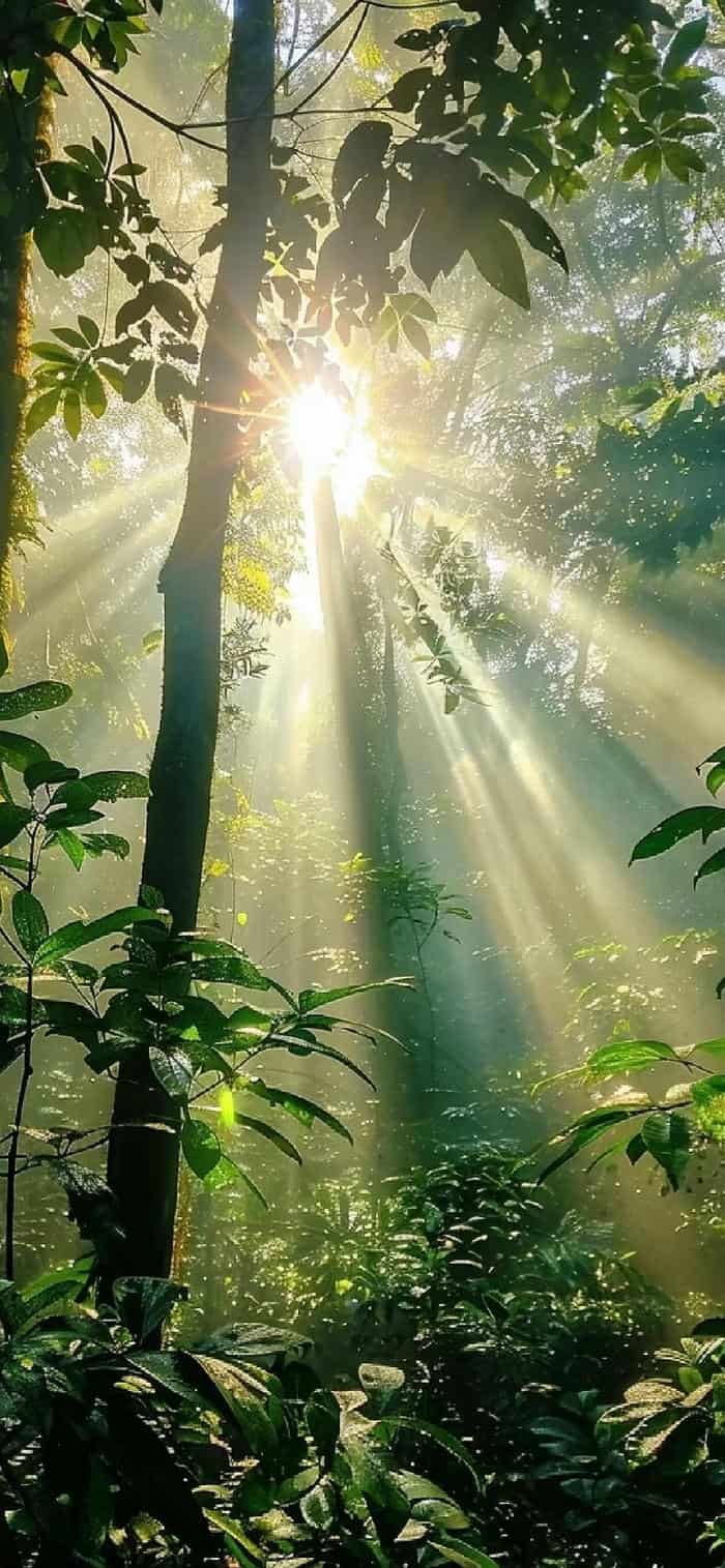 ảnh nền mặt trời mọc chiếu qua tán lá rừng