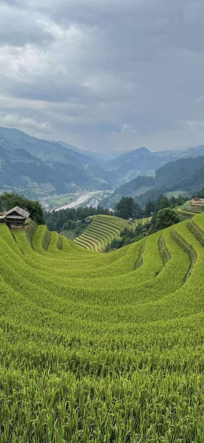 ảnh nền phong cảnh đồng quê cánh đồng xa