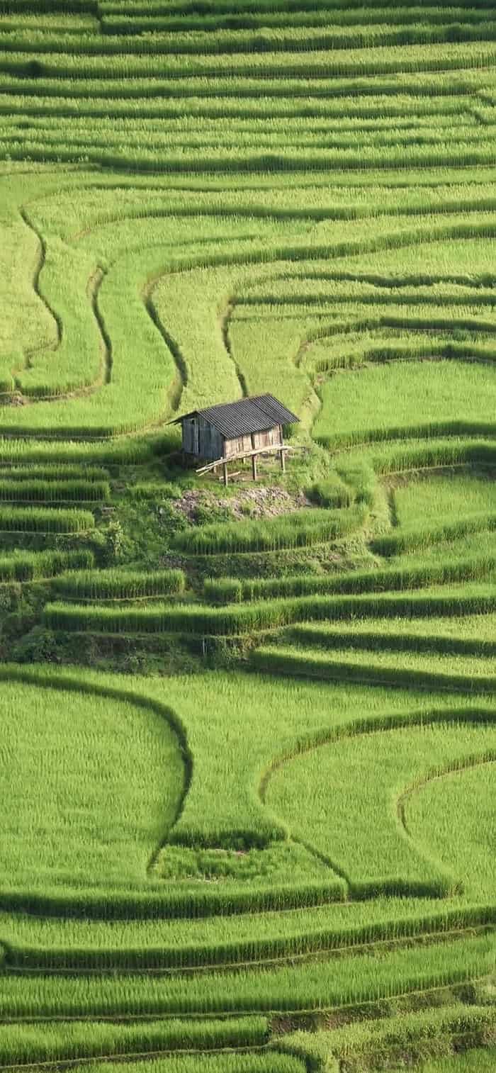 ảnh nền phong cảnh đồng quê ruộng bậc đẹp