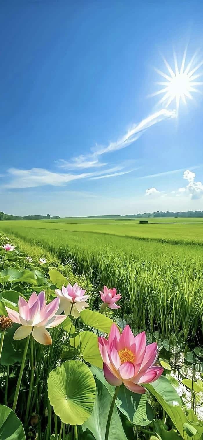 ảnh nền phong cảnh đồng quê thanh bình rộng