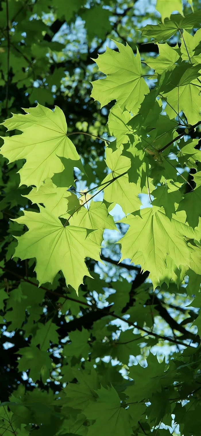 ảnh nền wallpaper lá cây xanh