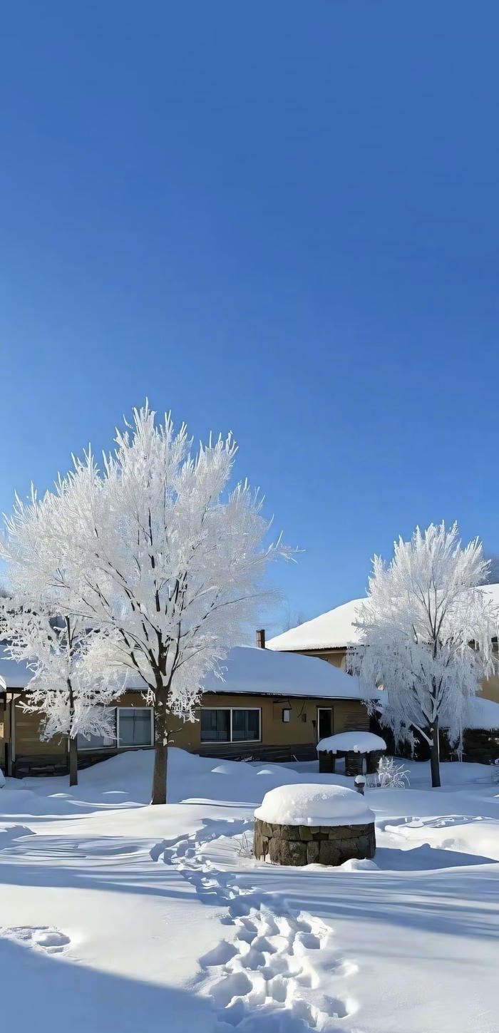 ảnh rừng thông dưới tuyết