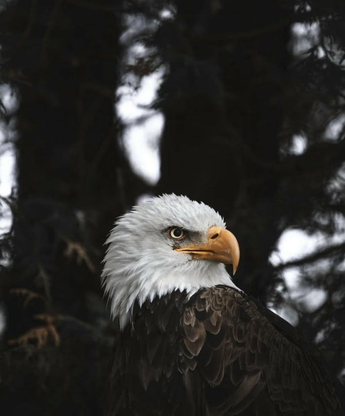 ánh sáng đại bàng rực rỡ