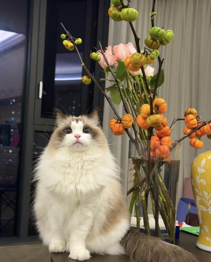 avatar biểu tượng động vật hoạt hình