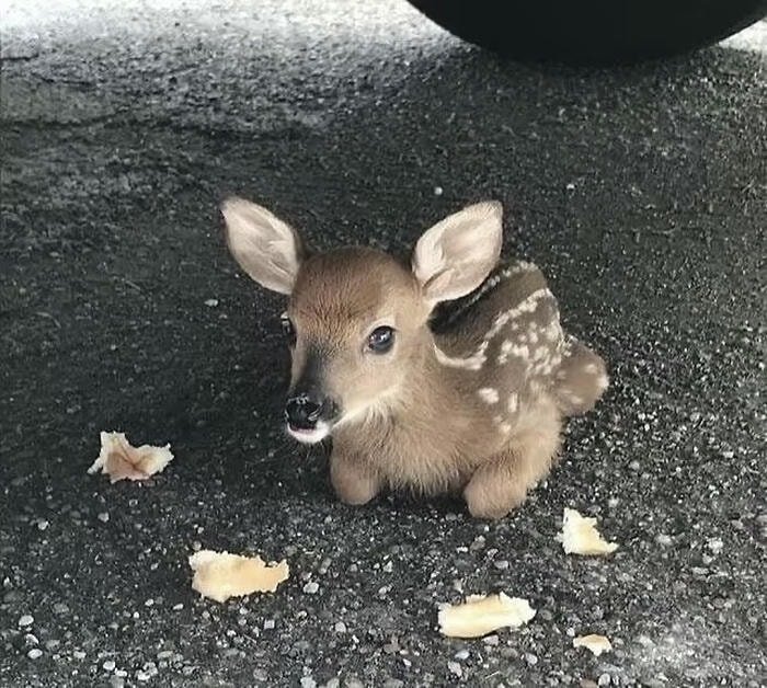 biểu tượng động vật dễ cưng avatar biểu tượng động vật