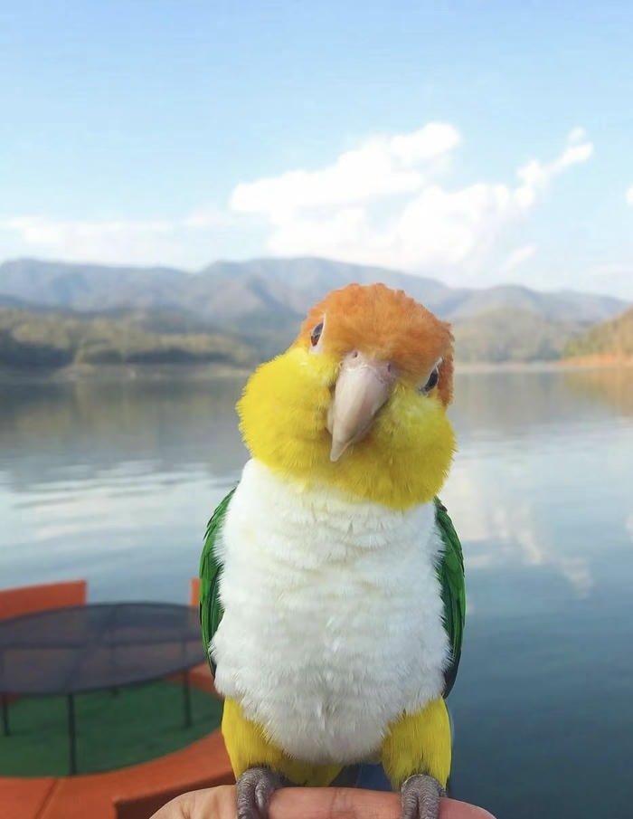 biểu tượng thú nhỏ nhắn avatar biểu tượng động vật