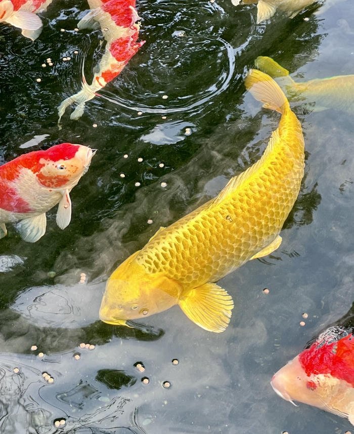 bố cục cá chép vàng thu hút tài lộc