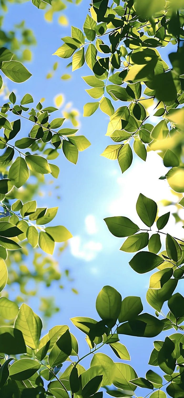 bộ sưu tập hình nền lá cây xanh trong nắng