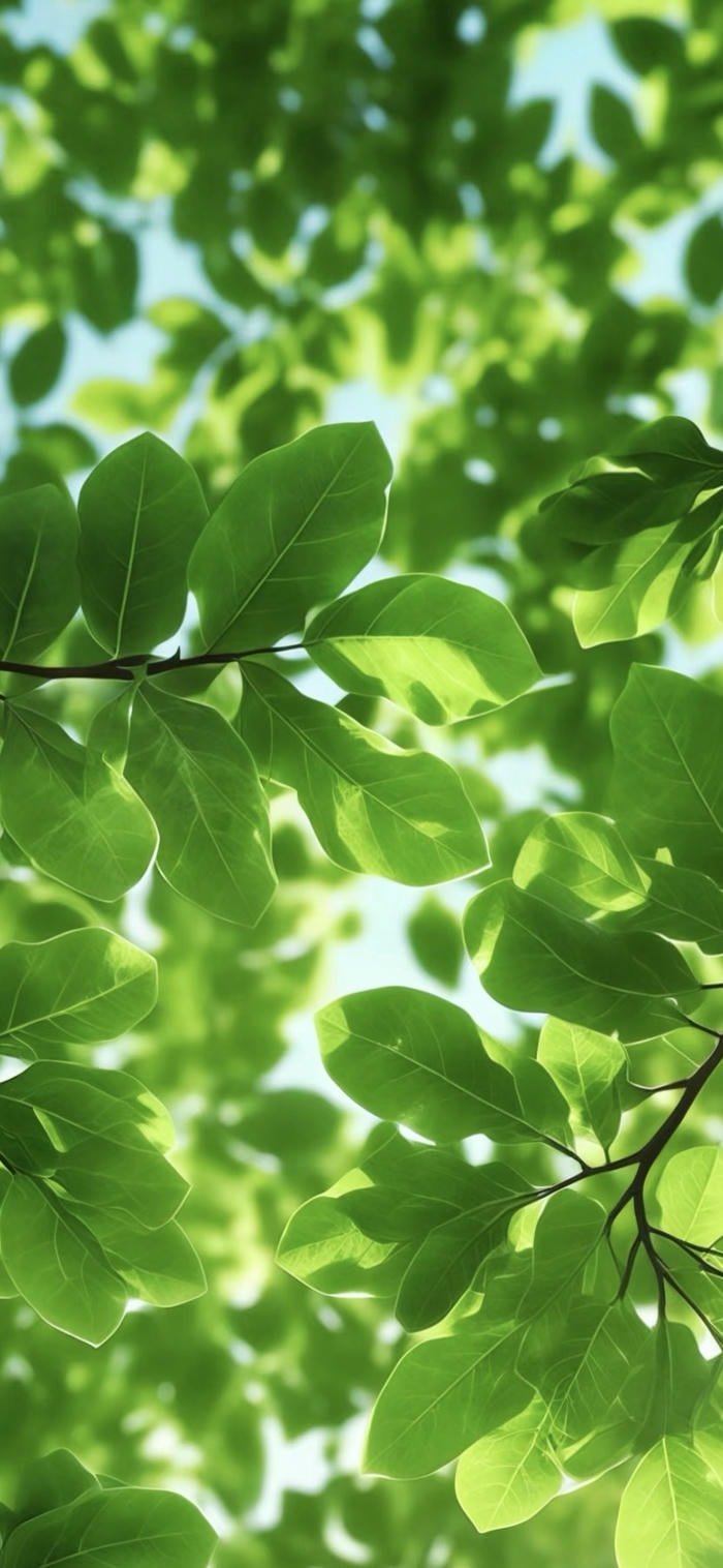 bộ sưu tập hình nền lá cây xanh