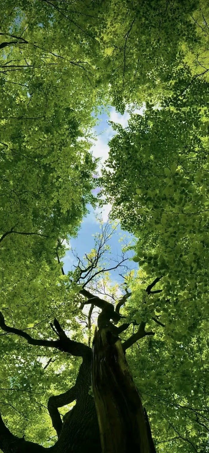 bộ sưu tập hình nền lá xanh đẹp nhất