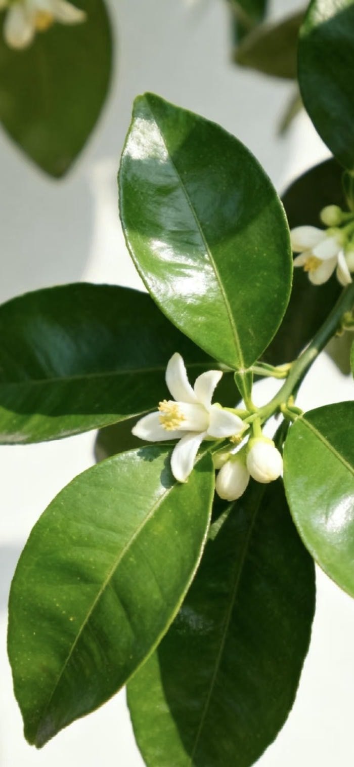 bộ sưu tập hình nền lá xanh dịu nhẹ