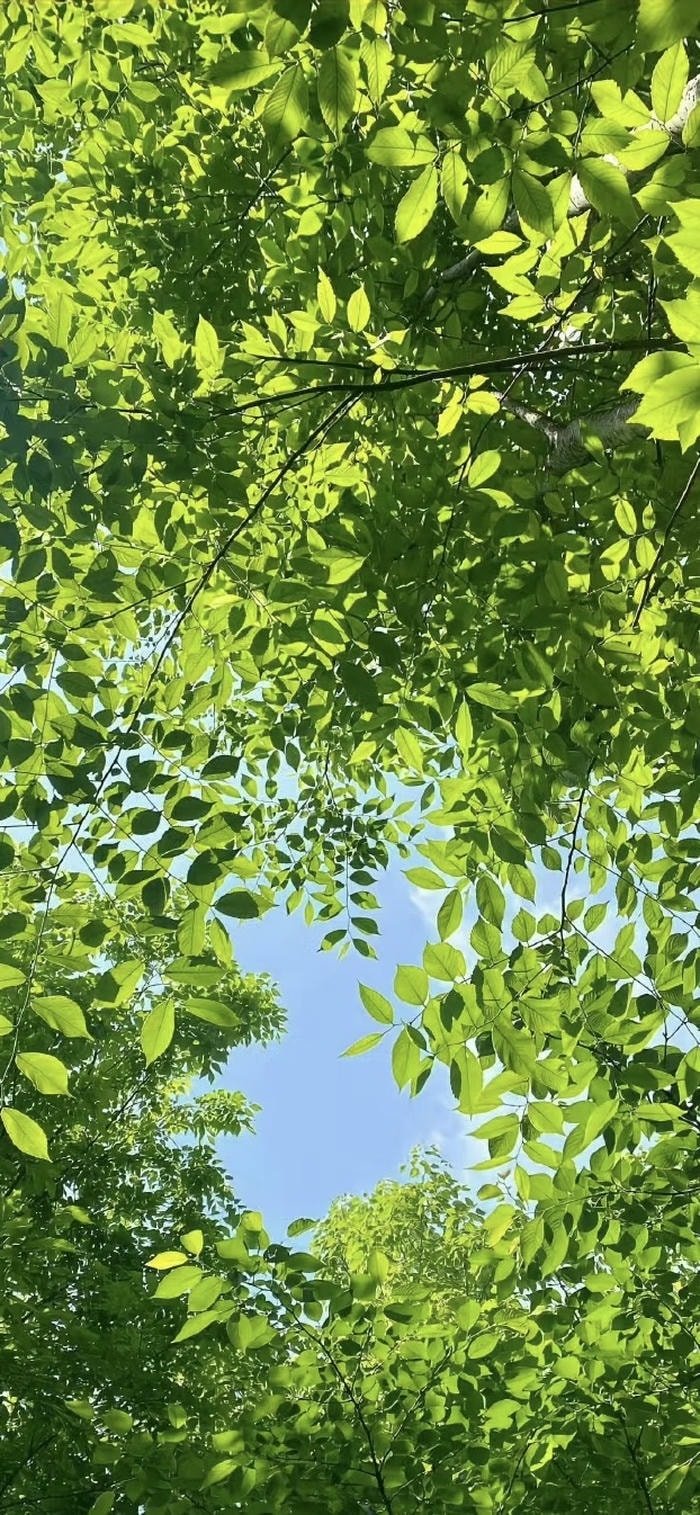 các ảnh nền lá cây xanh bóng mượt