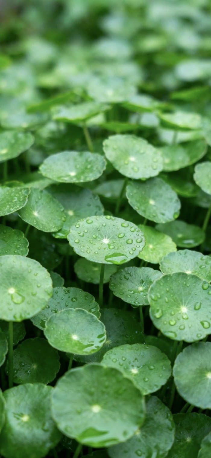 các ảnh nền lá cây xanh đơn giản