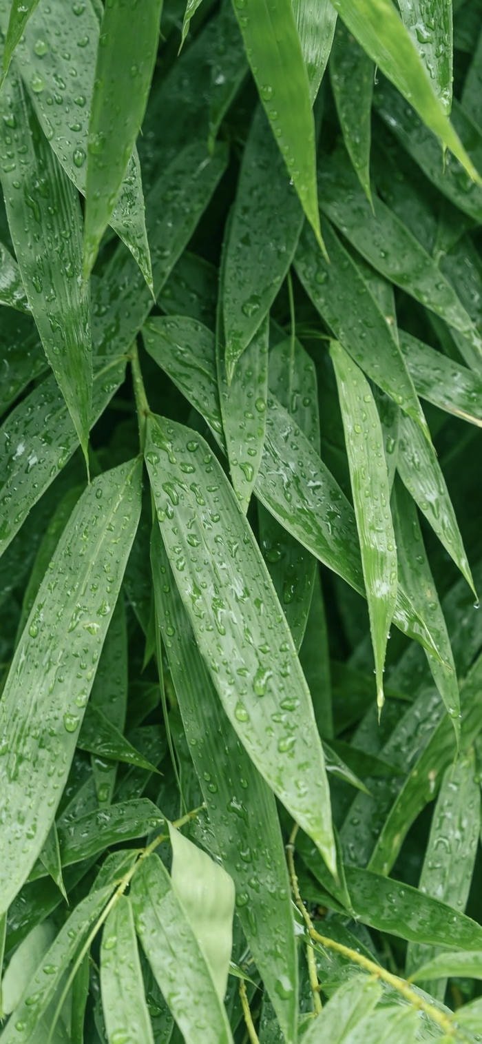 các ảnh nền lá cây xanh mềm mại