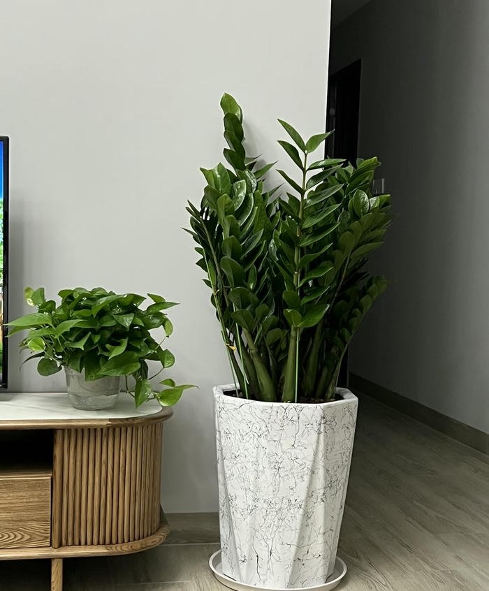 cây kim tiền phong thuỷ đẹp