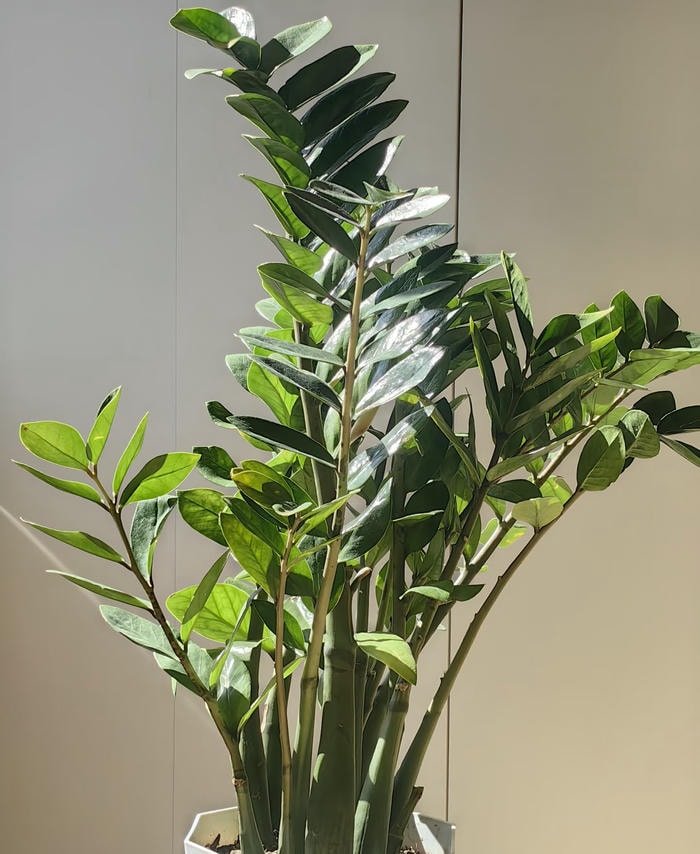 cây kim tiền phong thuỷ hút lộc