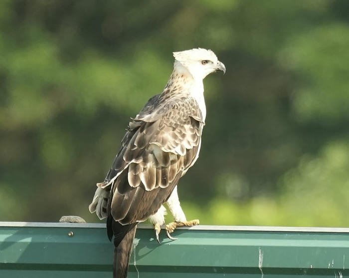 đại bàng bay cao mang thịnh vượng