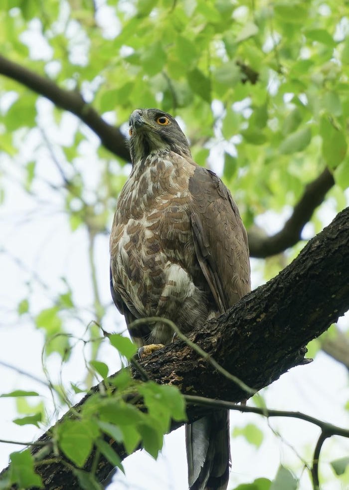 đại bàng phát huy sinh khí