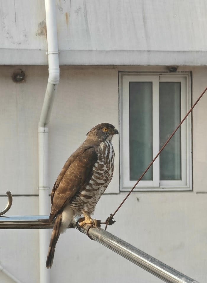 đại bàng phong thủy kết nối năng lượng