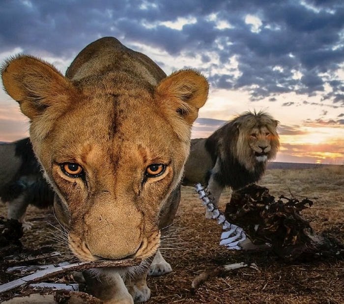 dáng thú dễ thương avatar biểu tượng động vật