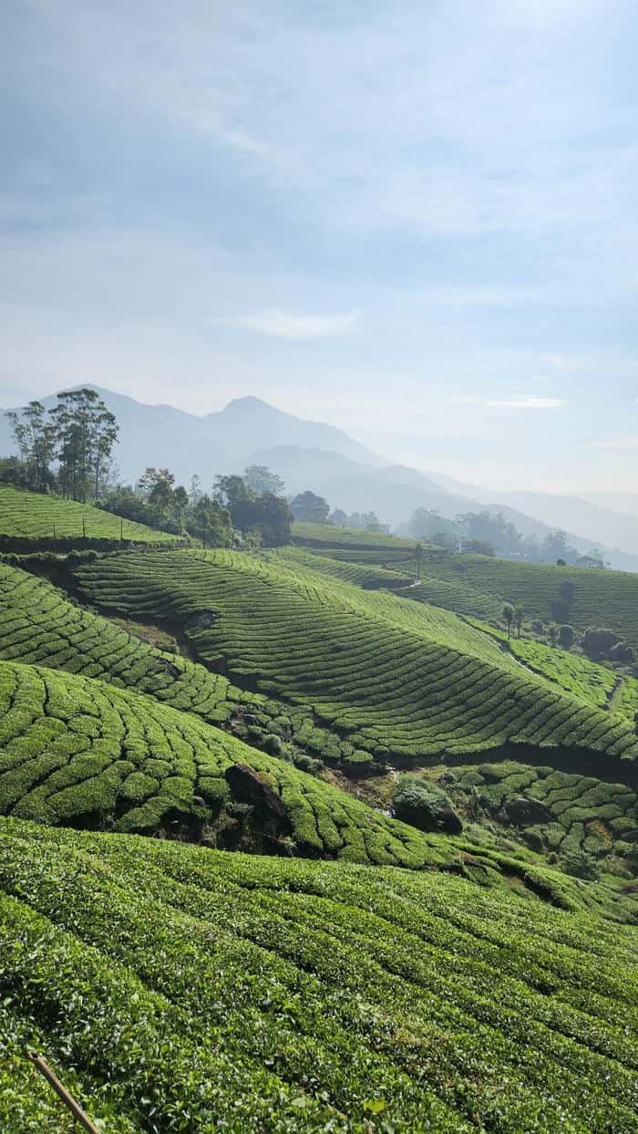 đồi chè xanh hình nền
