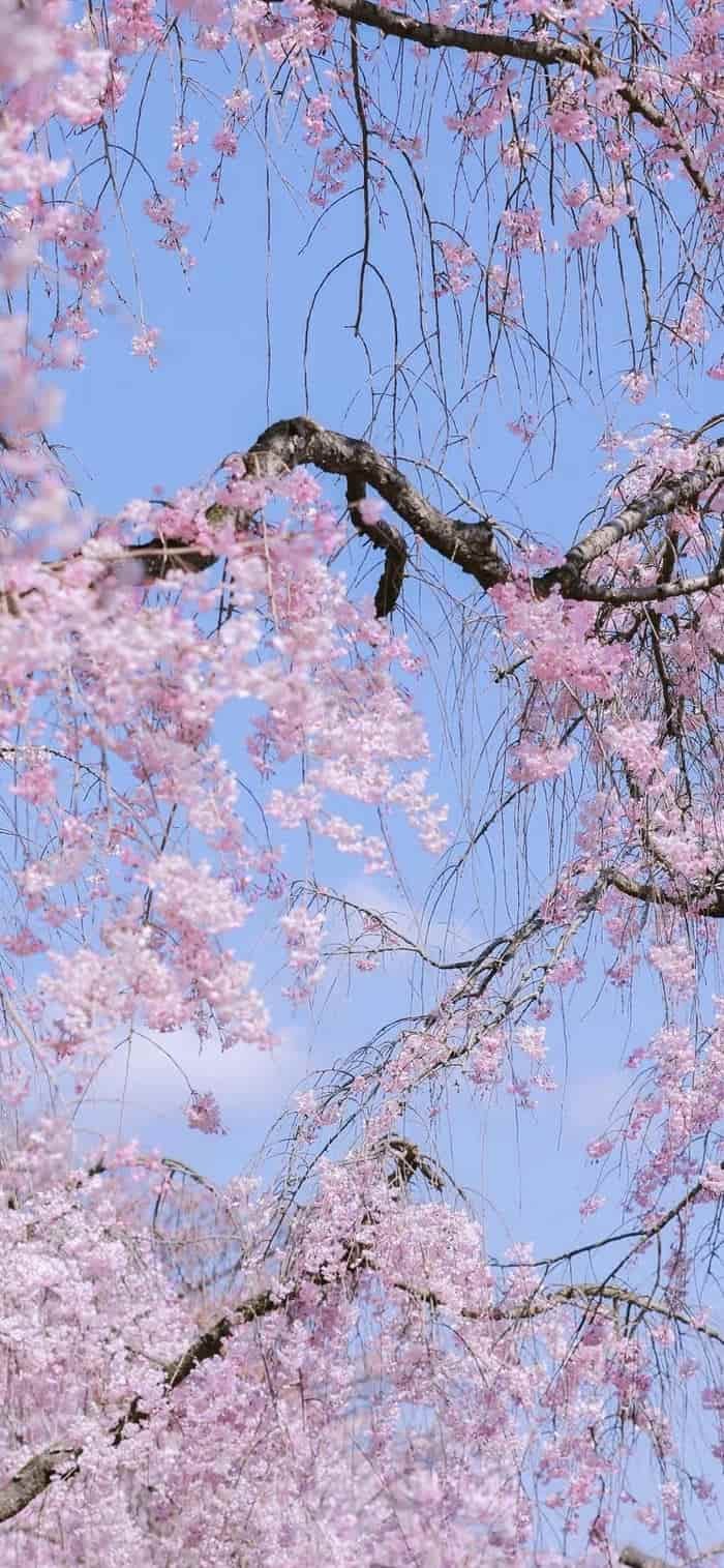 hình ảnh nền hoa anh đào rừng nhật bản