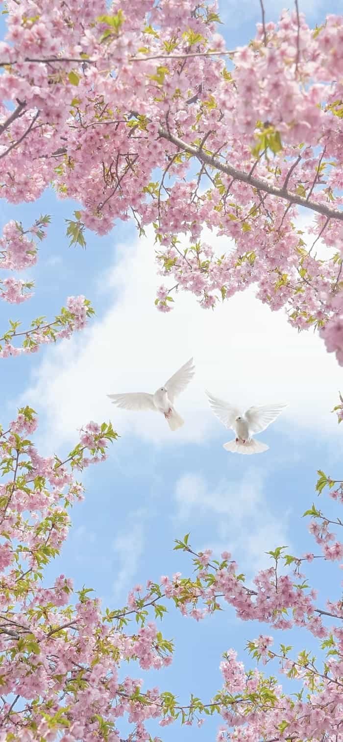 hình ảnh nền hoa anh đào thiên nhiên