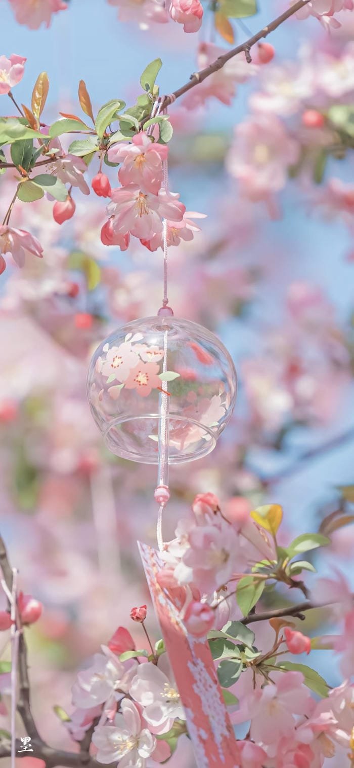 hình ảnh nền hoa anh đào trời sáng