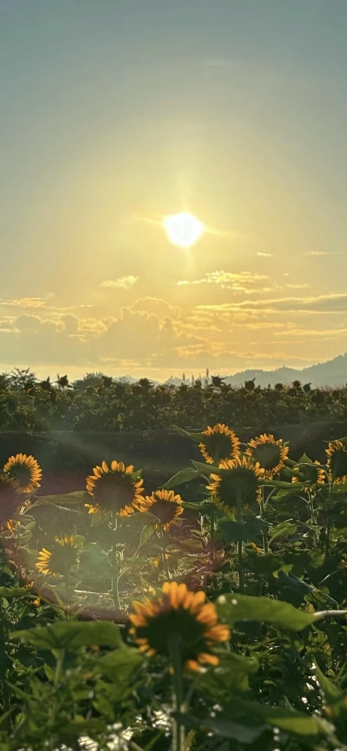 hình ảnh nền mặt trời mọc đẹp trời thoáng