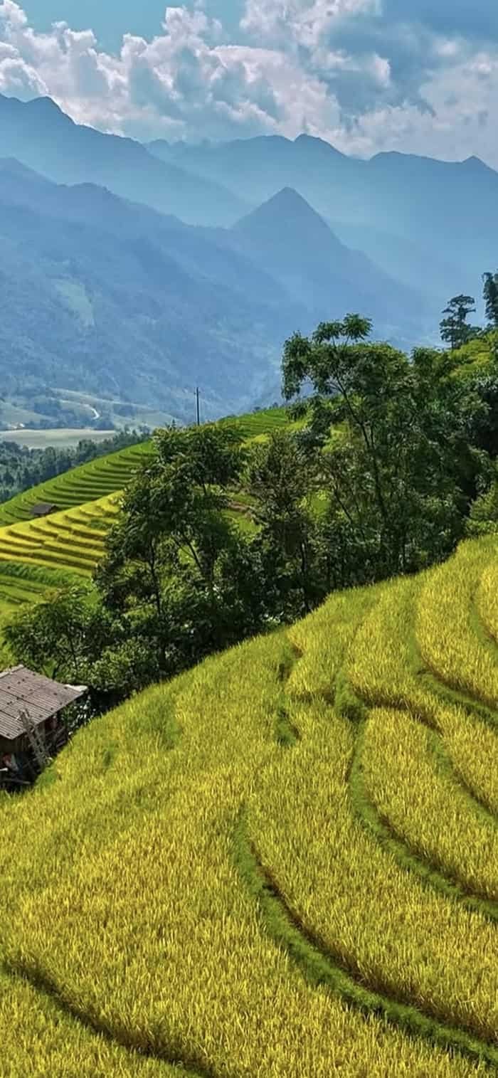 hình ảnh nền phong cảnh đồng quê mùa gặt vàng