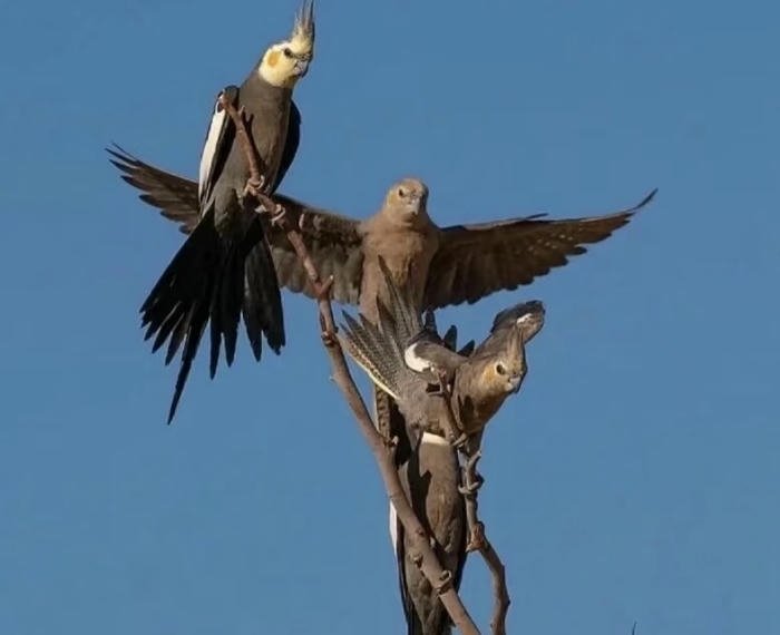 hình đại bàng hướng bầu trời