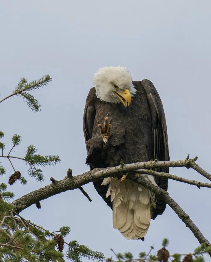 hình đại bàng phong thủy đẹp