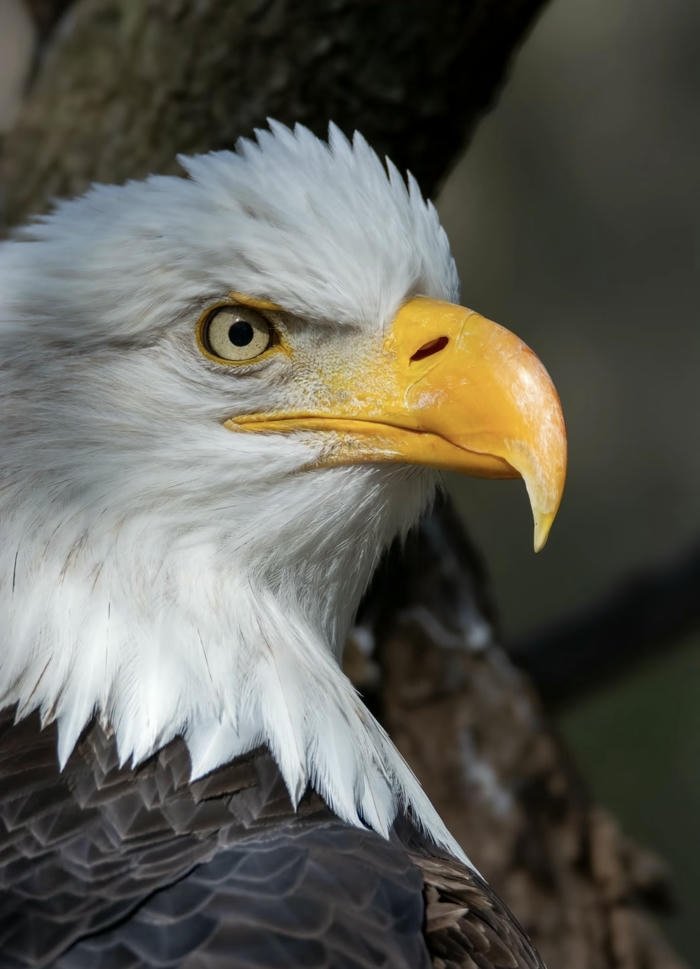 hình đại bàng phong thủy sắc nét