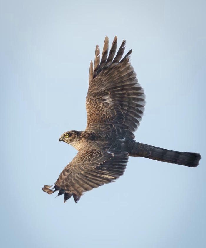 hình đại bàng tạo điểm nhấn phong thủy
